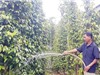Quảng Nam: Mô hình sản xuất giống và trồng tiêu Tiên Phước theo hướng bền vững